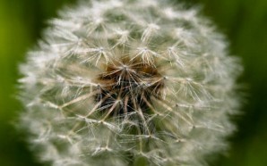 Understanding Allergy Symptoms